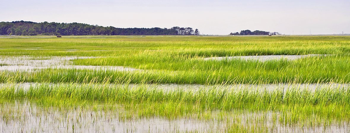 marsh-1