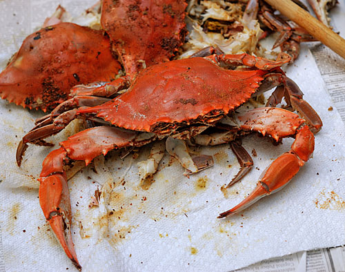 Blue Crabs - the Chesapeake Bay's "Beautiful Swimmers"