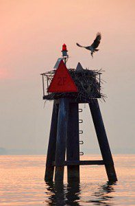 Chesapeake Bay channel marker with Osprey nest